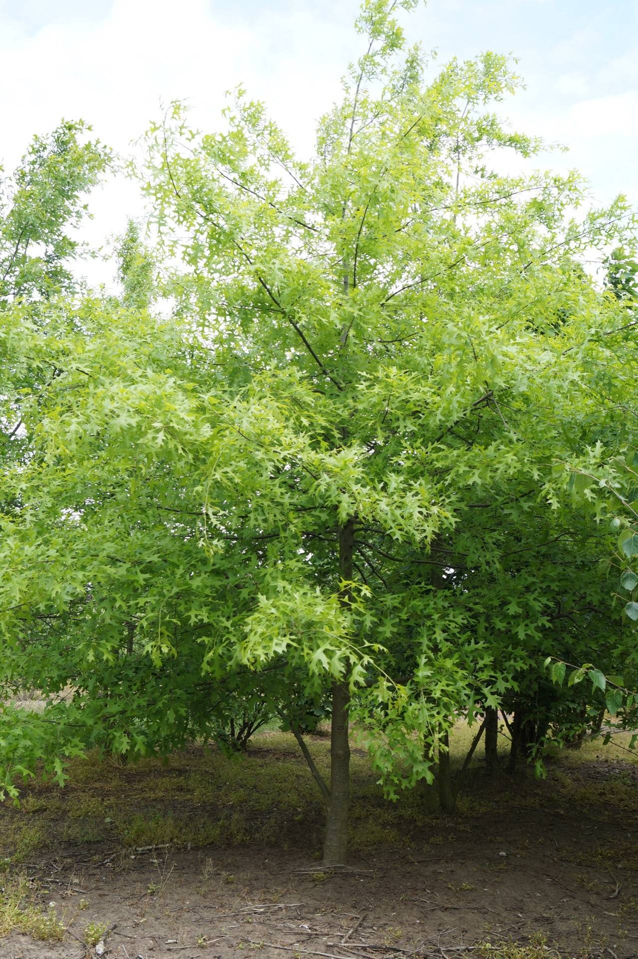Quercus palustris_04